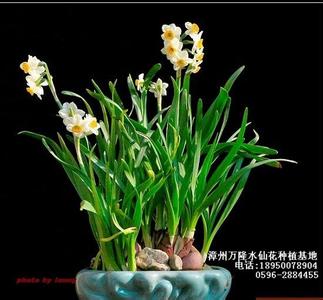 水仙花形态特征 漳州水仙花 漳州水仙花-形态特征，漳州水仙花-生长环境