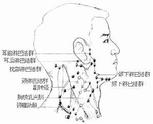 淋巴结分布 淋巴结 淋巴结-结构功能，淋巴结-分布