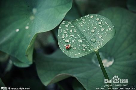 骤雨打新荷 元好问 赏析元好问的《骤雨打新荷》