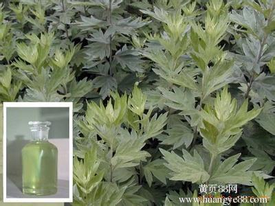 西洋参药理作用及应用 艾叶油 艾叶油-艾叶油，艾叶油-【药理及应用】