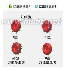 中华发明发现历史意义 血型 血型-基本信息，血型-发现历史和意义