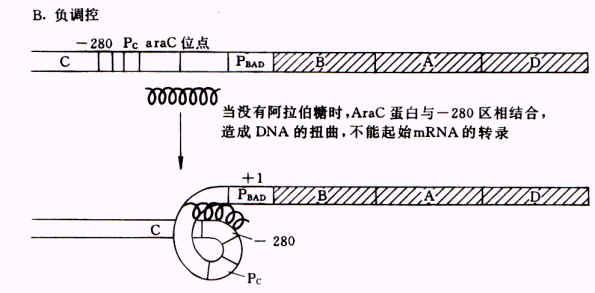 阿拉伯糖 操纵子 操纵子-原核生物操纵子，操纵子-阿拉伯糖操纵子