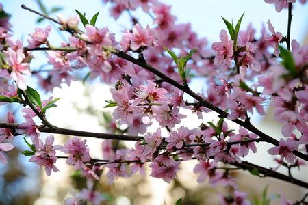 那样芬芳剧情介绍 季芬芳 季芬芳-李芬芳，季芬芳-剧情如下