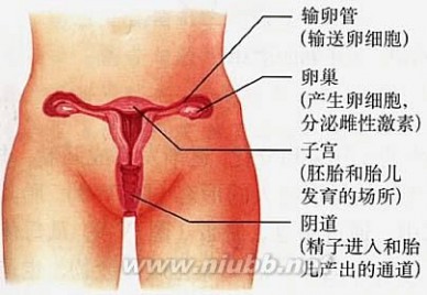 生理周期计算器 阴毛 阴毛-生理周期，阴毛-简介