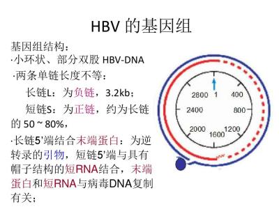 病毒形态 乙肝病毒 乙肝病毒-简介，乙肝病毒-形态