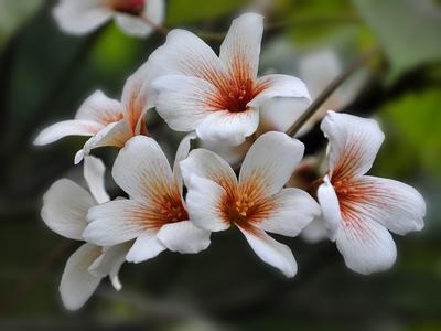 油桐花 《油桐花》 《油桐花》-《油桐花》，《油桐花》-歌词