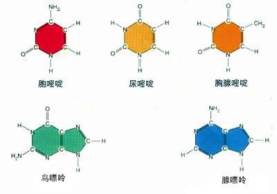 核苷酸的作用 五种核苷酸 五种核苷酸-在乳代品中的作用