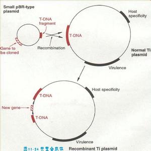 ti质粒上的tdna是指 Ti质粒 Ti质粒-Ti质粒与TDNA的整合机制