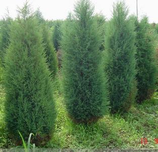 铅笔柏 铅笔柏-生态习性,铅笔柏-形态特征