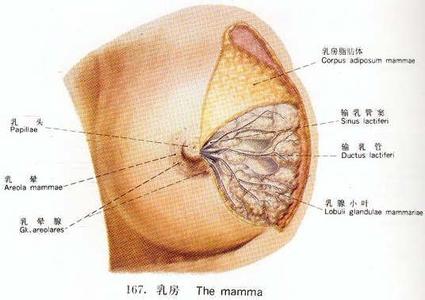 乳腺癌流行病学 乳腺癌 乳腺癌-概述，乳腺癌-流行病学