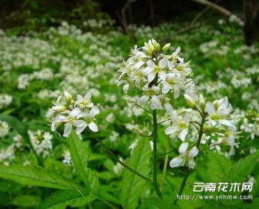 白花碎米荠 白花碎米荠 白花碎米荠-植物档案，白花碎米荠-形态特征