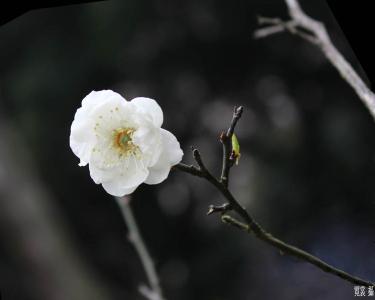 草本植物形态特征 宫粉梅 宫粉梅-植物简介，宫粉梅-形态特征