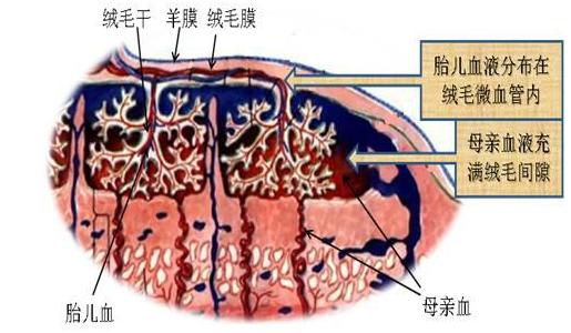 胎盘屏障 胎盘屏障 胎盘屏障-屏障的因素，胎盘屏障-胎盘简介