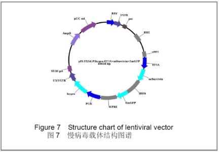 慢病毒载体 慢病毒载体 慢病毒载体-慢病毒载体概念，慢病毒载体-慢病毒载体