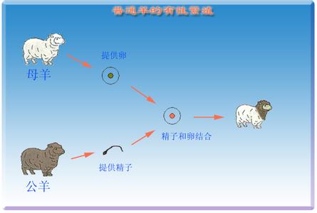 克隆羊多利诞生 多利 多利-诞生历程，多利-多利的诞生