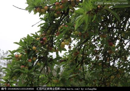 植物与人类的关系 李树[植物] 李树[植物]-李树介绍，李树[植物]-李树与人类关系