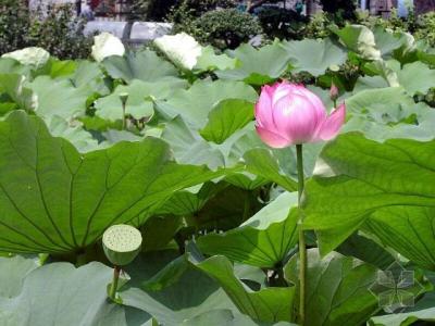 植物神经功能紊乱特征 湘莲 湘莲-简介，湘莲-植物特征