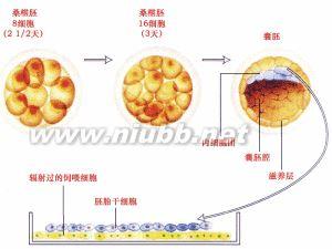 形态学特征 胚胎干细胞 胚胎干细胞-简介，胚胎干细胞-形态学特征