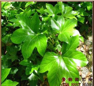 草本植物形态特征 花叶络石 花叶络石-植物资料，花叶络石-形态特征