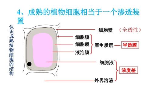 渗透作用原理 渗透作用 渗透作用-原理，渗透作用-实验说明