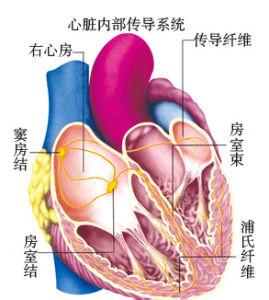 窦房结功能障碍 窦房结 窦房结-主要疾病，窦房结-功能测定