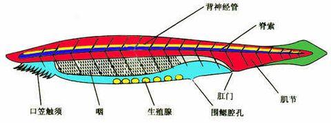 松树的外形特征 文昌鱼 文昌鱼-外形特征，文昌鱼-生长繁殖