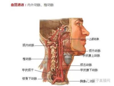 大脑缺氧的表现 大脑缺氧 大脑缺氧-概括，大脑缺氧-主要表现