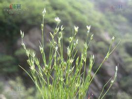 形态特征 灯草 灯草-形态特征，灯草-生长环境