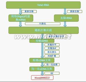 cdna文库构建 cDNA cDNA-内容简介，cDNA-阶段构建