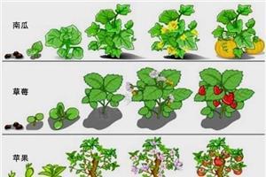 植物生长过程 植物生长过程400作文