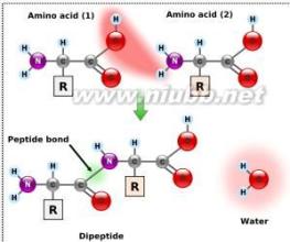 肽键的形成 肽键 肽键-概述，肽键-形成原理