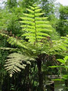 草本植物形态特征 桫椤[植物] 桫椤[植物]-形态特征，桫椤[植物]-地域分布