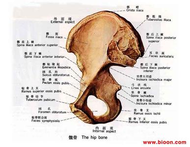髂骨 髂骨 髂骨-髂骨简介