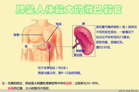 脾虚肾虚 脾肾两虚 脾肾两虚-脾虚，脾肾两虚-肾虚