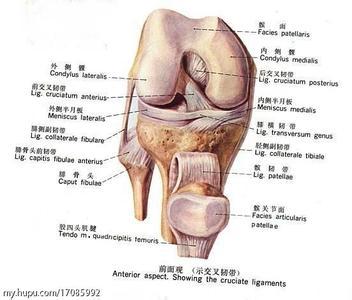 十字韧带 十字韧带 十字韧带-概念，十字韧带-多发伤害