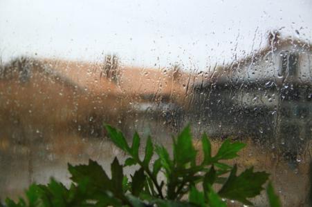 小雨林玉英 小雨