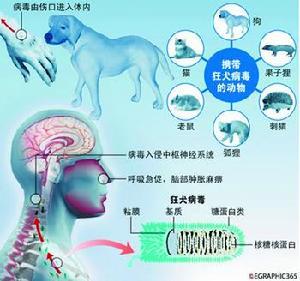 流感病毒的生物学性状 狂犬病病毒 狂犬病病毒-简介，狂犬病病毒-生物学性状