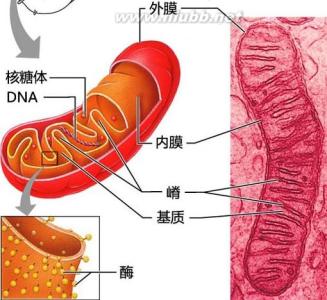 线粒体形态 线粒体 线粒体-概述，线粒体-形态与分布