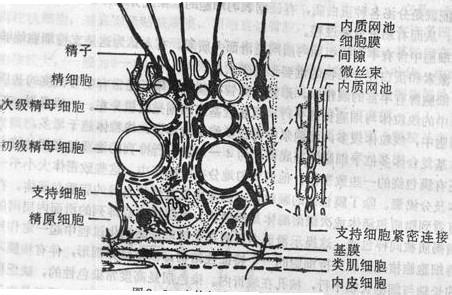 血睾屏障 血睾屏障 血睾屏障-概述，血睾屏障-组织结构