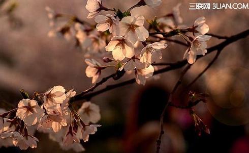 莲花色尼 莲花色尼 莲花色尼-生平，莲花色尼-七种恶报