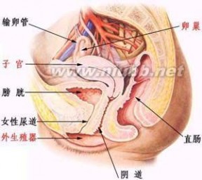 盆腔炎发病原因 盆腔炎性肿块 盆腔炎性肿块-发病原因，盆腔炎性肿块-发病机制