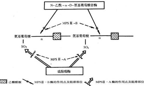 黏多糖贮积症 黏多糖贮积症 黏多糖贮积症-基本简介，黏多糖贮积症-发病原因