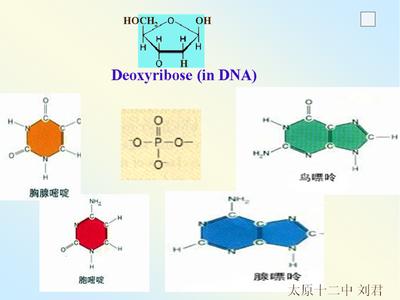 基因的分子结构 cd14 cd14-介绍，cd14-基因及分子结构