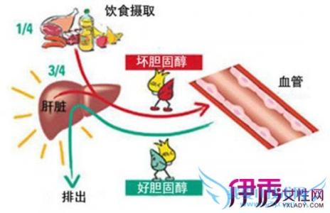 低密度脂蛋白 低密度脂蛋白 低密度脂蛋白-概述，低密度脂蛋白-分类