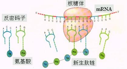 核糖体rna 核糖体RNA 核糖体RNA-医学术语，核糖体RNA-组成