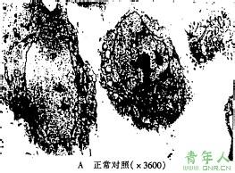 十二烷基磺酸钠作用 磺酸基 磺酸基-作用