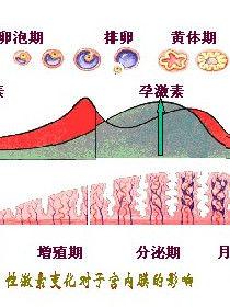 网络管理的基本概念 黄体期 黄体期-基本概念，黄体期-检查