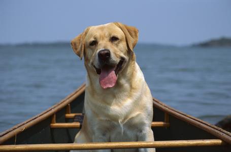 拉布拉多犬标准 拉布拉多犬 拉布拉多犬-历史，拉布拉多犬-ACK标准