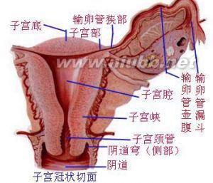 卵巢常见疾病 卵巢疾病 卵巢疾病-卵巢疾病分类 ，卵巢疾病-常见卵巢疾病解析