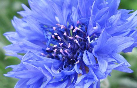 cornflower的花语 cornflower